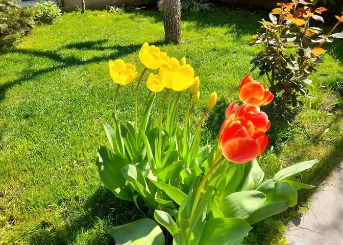 Green Garden